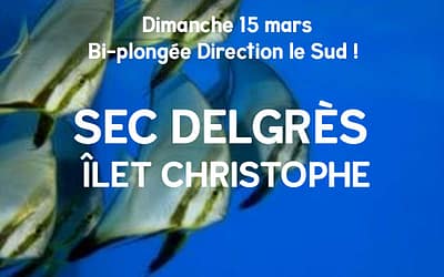 Découvrez le Sec Delgrès, l’un des joyaux de la plongée en Guadeloupe !